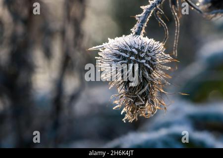 Gefrorener, wilder Teelöffel (Dipsacus fullonum), bedeckt mit Eiskristallen aus Raureif, beleuchtet von warmem Sonnenlicht zur goldenen Stunde am Wintermorgen. Makro Nahaufnahme. Stockfoto