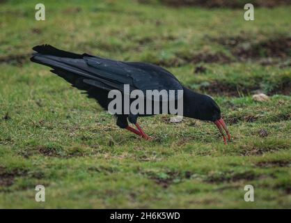 Cornish Chough, Godrevy West Cornwall Stockfoto