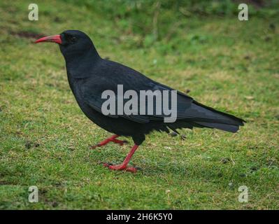 Cornish Chough, Godrevy West Cornwall Stockfoto