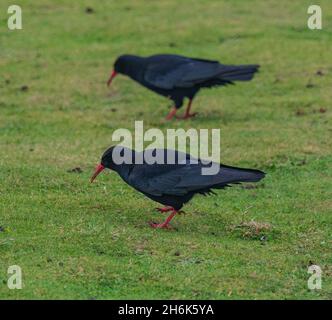 Cornish Chough, Godrevy West Cornwall Stockfoto