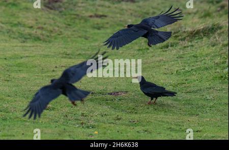 Cornish Chough, Godrevy West Cornwall Stockfoto