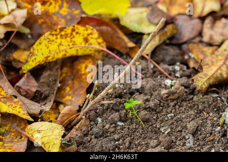 Schwarze Johannisbeeren Stecklinge im Boden im Herbst Stockfoto