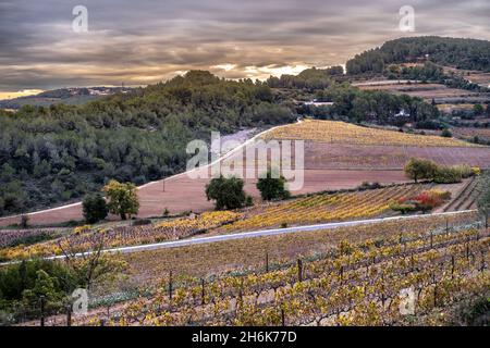 Weinberge im Herbst in der Weinregion Penedes in der Provinz Barcelona in Katalonien in Spanien Stockfoto