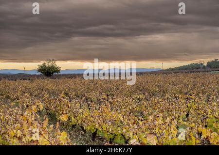 Weinberge im Herbst in der Weinregion Penedes in der Provinz Barcelona in Katalonien in Spanien Stockfoto