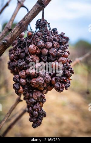 Weinberge im Herbst in der Weinregion Penedes in der Provinz Barcelona in Katalonien in Spanien Stockfoto