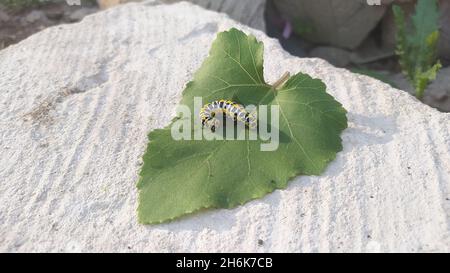 Cucullia lactucae (Salathai) auf einem Blatt außen Stockfoto