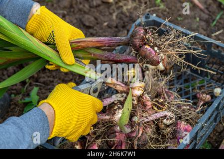 Gartenscheren sind gelb. Hände mit Handschuhen. Glühbirne von Gladioli ohne Erde Stockfoto