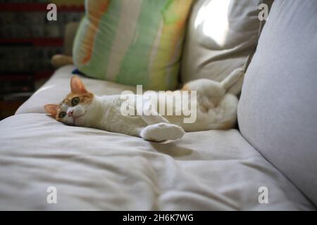 Weiße Katze fühlt sich gut an, wenn sie vom Tierbesitzer berührt wird Stockfoto