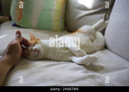 Weiße Katze fühlt sich gut an, wenn sie vom Tierbesitzer berührt wird Stockfoto