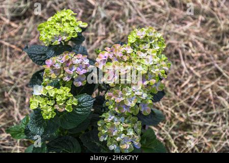 Hortensia macrophylla Magischer Amethyst Hokomathyst Stockfoto