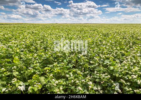 Weißer Buchweizen blüht auf dem Feld. Blühender Buchweizen. Buchweizenfeld an einem sonnigen Sommertag. Stockfoto