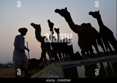 Pushkar, Indien. November 2021. Ein Rajasthani Herder mit seinen Kamelen während des Sonnenuntergangs auf der jährlichen Pushkar Messe, einer der größten Kamel-, Pferde- und Rindermessen Indiens, bei Pushkar in den westlichen Wüsten des Staates Rajasthan, Indien am Sonntag, den 14. November. 2021. Die Messe ist eine wichtige Pilgersaison für Hindus zum Pushkar-See und auch eine bedeutende Touristenattraktion für inländische und internationale Reisende. Foto von Abhishek/UPI Credit: UPI/Alamy Live News Stockfoto