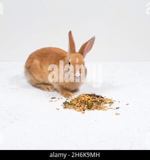 Rotschopf-Ingwerkaninchen sitzt neben dem Essen auf weißem Hintergrund Stockfoto