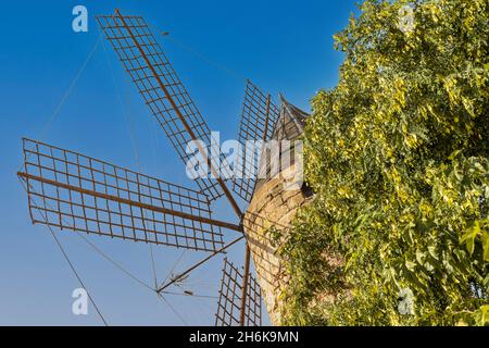 Historische Windmühle von Es Jonquet in der Altstadt von Palma de Mallorca, Mallorca, Balearen, Spanien Stockfoto