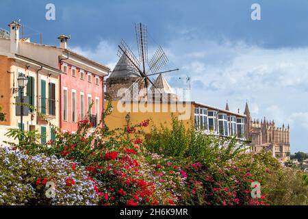 Stadthäuser und historische Windmühle von Es Jonquet und Palma Cathedahl La Seu in der Altstadt von Palma de Mallorca, Mallorca, Balearen, Spanien Stockfoto