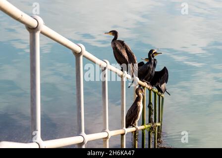 Kormorane in der Nähe des Hafens Stockfoto