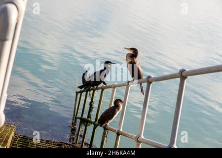 Kormorane in der Nähe des Hafens Stockfoto