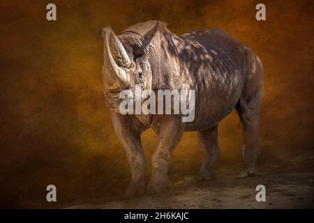 Porträt eines wanderenden schwarzen Nashorns Stockfoto