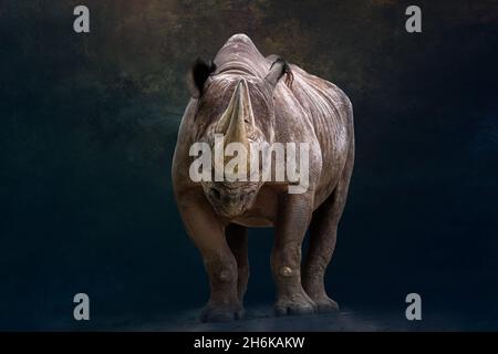 Vorderansicht Porträt eines afrikanischen Nashorns Stockfoto