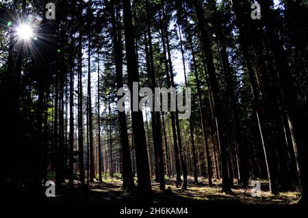 Sonnenuntergang im Wald Stockfoto