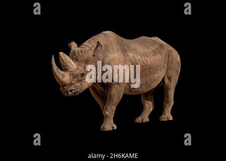 Ein afrikanisches Nashorn auf schwarzem Hintergrund Stockfoto