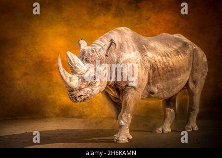 Ein Porträt eines stehenden Nashorns Stockfoto