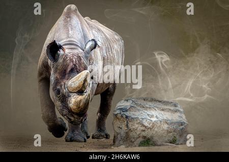 Ein großes Nashorn, das neben einem Felsen läuft Stockfoto