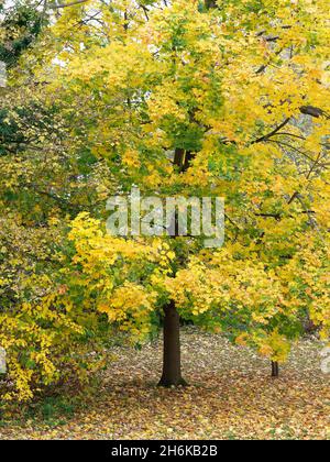 Blick auf die bunten gelben Blätter auf einem hohen Baum im Herbst Stockfoto