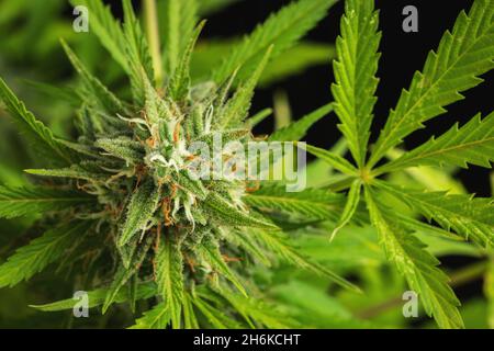 Cannabisknospen Nahaufnahme auf dunklem Hintergrund. Ein reifer Marihuana-Busch Stockfoto