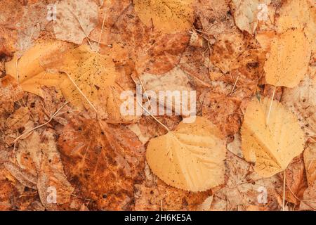 Draufsicht auf trockene Herbstblätter auf dem Boden als Herbstjahreshintergrund, lebhaft gelbe Laubstruktur Stockfoto