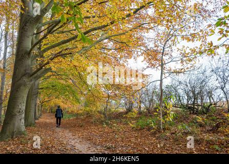 Männchen, das alleine durch einen Wald geht. Stockfoto