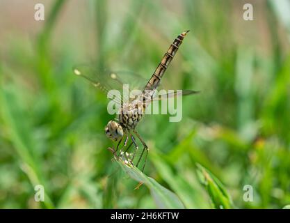 Nahaufnahme Makro Detail der wandernden Segelfliege Libelle Pantala flavescens auf einem Grashalm im Garten thront Stockfoto