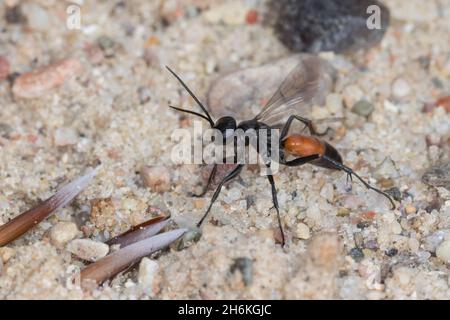 Wegwespe, Weg-Wespe, Arachnospila spec., Spinnenwespe, Wegwespen, Pompilidae, Pompiliden, spinnenjagende Wespen, Spinnenwespen Stockfoto