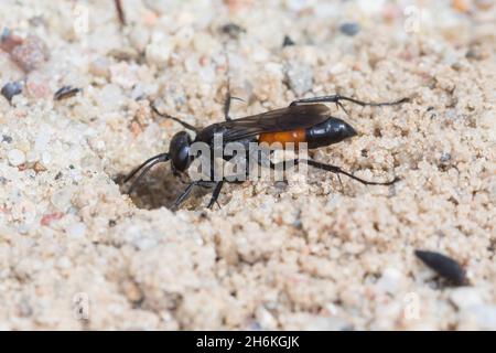 Wegwespe, Weg-Wespe, an Neströhre im Sand, Nest , Niströhre, Röhre, Arachnospila spec., Spinnenwespe, Wegwespen, Pompilidae, Pompiliden, Spinnenjagd Stockfoto