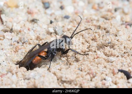 Wegwespe, Weg-Wespe, an Neströhre im Sand, Nest , Niströhre, Röhre, Arachnospila spec., Spinnenwespe, Wegwespen, Pompilidae, Pompiliden, Spinnenjagd Stockfoto