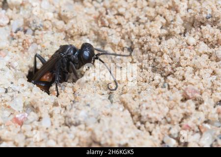 Wegwespe, Weg-Wespe, an Neströhre im Sand, Nest , Niströhre, Röhre, Arachnospila spec., Spinnenwespe, Wegwespen, Pompilidae, Pompiliden, Spinnenjagd Stockfoto