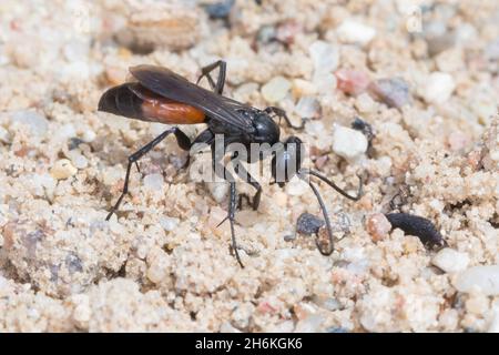 Wegwespe, Weg-Wespe, Arachnospila spec., Spinnenwespe, Wegwespen, Pompilidae, Pompiliden, spinnenjagende Wespen, Spinnenwespen Stockfoto