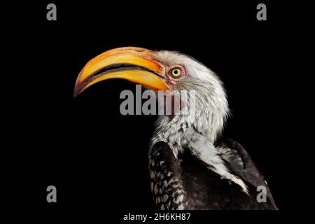 Porträt eines Gelbschnabelhornbills (Tockus flavirostris) isoliert auf schwarzem, Südafrika Stockfoto