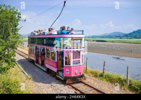 Historische Straßenbahn auf der Strecke neben den Seaton Feuchtgebieten auf der historischen Seaton Straßenbahn Seaton Devon England GB Europa Stockfoto