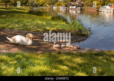 Hübsche Schwanenmutter mit Babys Cygnets, die am Flussufer am River Cam in Cambridge, England, mit festgetäuten Booten und Bootshäusern gegenüber sitzen Stockfoto