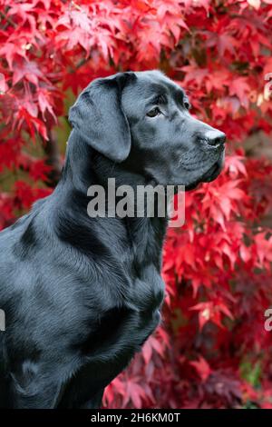 Acht Monate altes schwarzes Labrador Portrait mit Acer Hintergrund Stockfoto