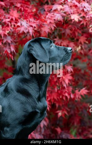 Acht Monate altes schwarzes Labrador Portrait mit Acer Hintergrund Stockfoto
