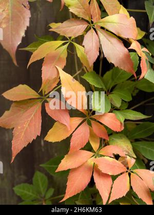 Nahaufnahme von goldenen Herbstblättern Stockfoto