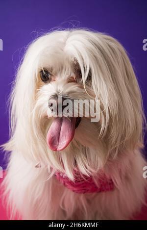 Maltese Pudel Hund auf rosa und lila Hintergrund Stockfoto