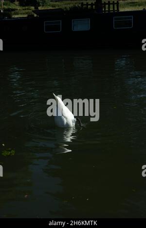 Weißer stummer Schwan kopfüber mit Kopf unter Wasser vor sehr dunklem Hintergrund mit Reflexen auf dem Wasser Stockfoto