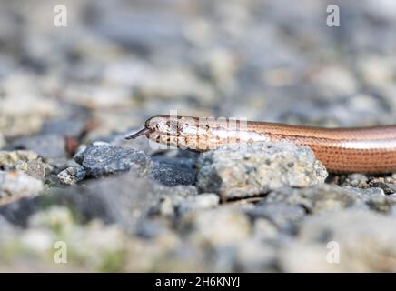 Schlange (Anguis fragilis) kriecht auf einem Steinpfad im Wald, Nahaufnahme. Stockfoto