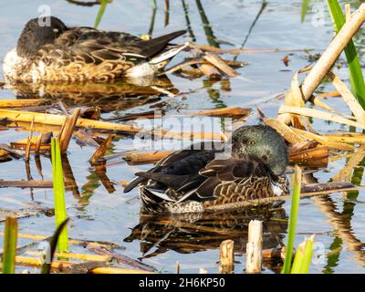 Ein europäischer Shoveler in Leighton Moss; Lancashire; Großbritannien; Stockfoto