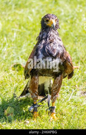 Ein nasser Harris-Falke (Parabuteo unicinctus), früher bekannt als der buschige Falke, steht in einem Gras Stockfoto