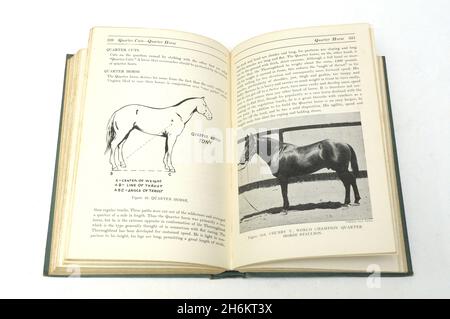 Altes Pferdebuch , das Reiters enciclopedia von Margret Cabell Self 1946 Stockfoto