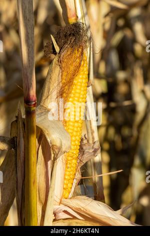 Reifer Mais auf verwelkten Stielen zittern im Wind Stockfoto